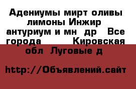 Адениумы,мирт,оливы,лимоны,Инжир, антуриум и мн .др - Все города  »    . Кировская обл.,Луговые д.